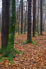 IMGPa4505